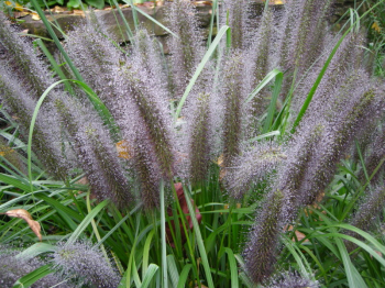 Obrzok (1)