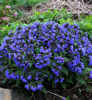 Lungenkraut �BLUE ENSIGN�, Cont. 0,5 l