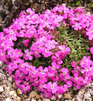 Seifenkraut BRESSINGHAM PINK, Cont. 0,5 l