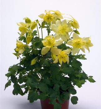Akelei �SPRING MAGIC YELLOW�, Cont. 0,5 l