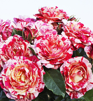 Rose ABRACADABRA * Kordes 2010, Cont. 2 l