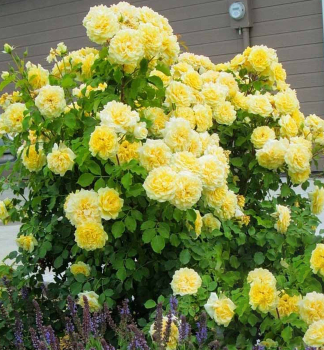 Groblumige Buschrose STERNTALER *** Kordes 2004, Cont. 2 l