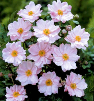 Anemone KNIGIN CHARLOTTE Cont.1 l
