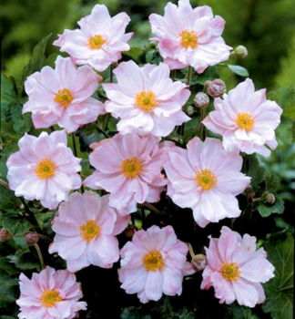 Anemone KNIGIN CHARLOTTE Cont. 0,5 l