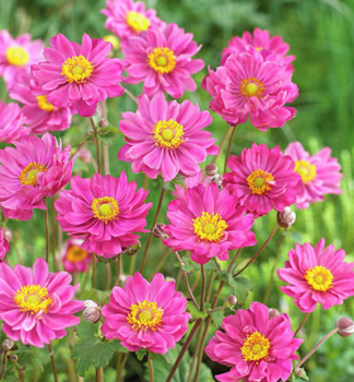Anemone PAMINA Cont. 0,5 l