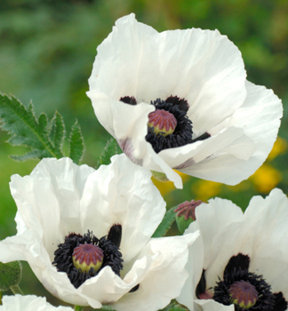 Ostmohn �ROYAL WEDDING�, Forts. 0,5 l