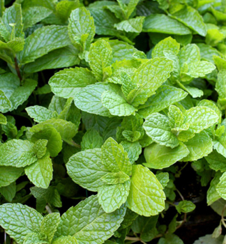 Minze �MOJITO�, Cont. 1 l