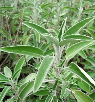 Obr�zok (8)