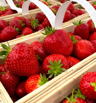 Immertragende Erdbeere �ANABEL�� 10 Pflanzen im Tray