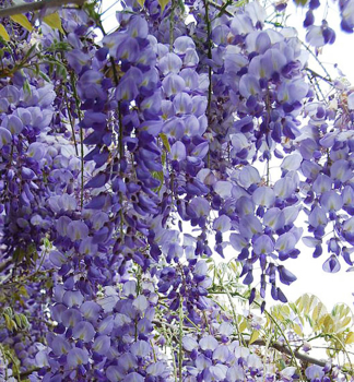 Blauregen 'PROLIFIC' 40-50 cm, Cont. 2 l