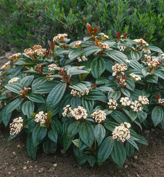 Immergr�ner Kissenschneeball 20-30 cm, Cont. 2,5 l