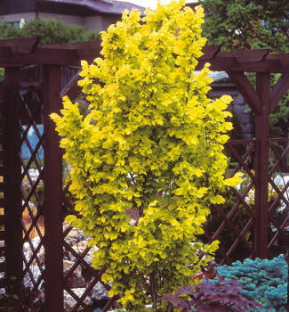 Goldulme 'WREDEI' auf Stamm 80 cm, Cont. 5 l