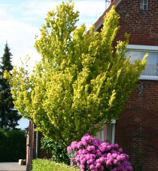Goldulme 'WREDEI' auf Stamm 180 cm, Cont. 12 l