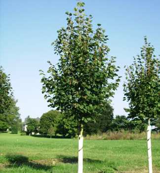 Winterlinde GREEN SPIRE 200-220 cm, Cont. 12 l