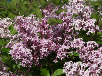 Obrzok (1)