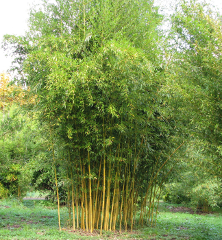 Bambus / Phyllostachys aureosulcata SPECTABILIS 120-140 cm, Cont. 10 l