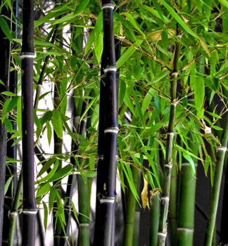 Bambus / Phyllostachys nigra 40-50 cm, Cont. 2,5 l