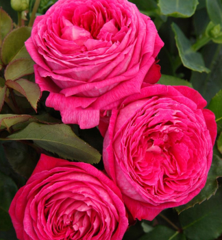 Duftende Rose FREIFRAU CAROLINE *****ADR, Kordes 2017, Cont. 2 l