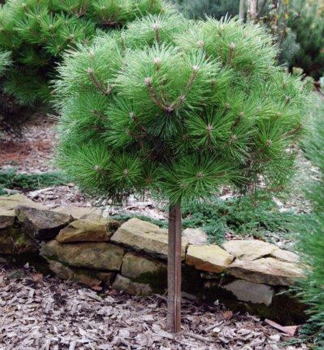 Schwarzkiefer 'BREPO' auf Stamm 30 cm, Cont. 8 l