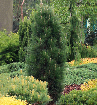 Schwarzkiefer �GREEN TOWER� 50-60 cm, Cont. 10 l