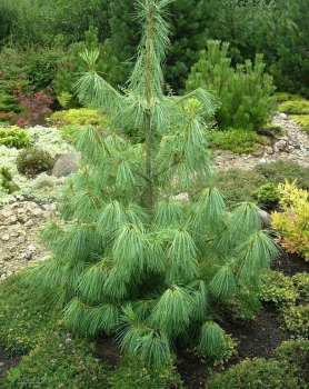Himalaya-Kiefer 100-120 cm, Cont. 7,5 l