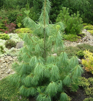Himalaya-Kiefer 100-110 cm, Cont. 7,5 l