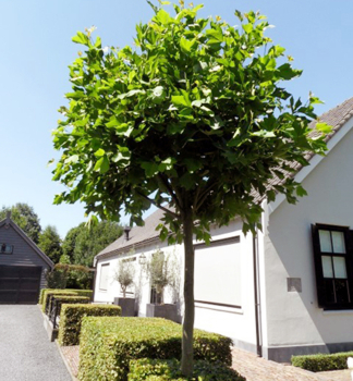 Ahornblttrige Platane 'ALPHENS GLOBE' auf Stamm 180 cm, Cont. 20 l
