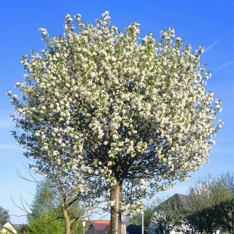 Steppenkirsche 'GLOBOSA' auf Stamm 120 cm, Cont. 12 l