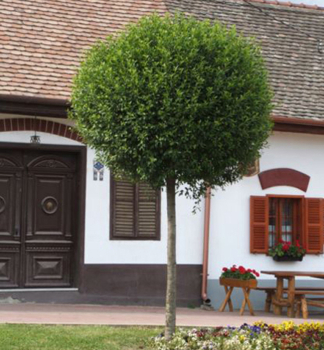 Steppenkirsche 'GLOBOSA' auf Stamm 120 cm, Cont. 10 l