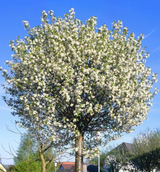 Steppenkirsche 'GLOBOSA' auf Stamm 120 cm, Cont. 12 l