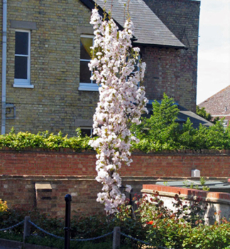 Zierkirsche 'AMANOGAWA' (Sakura) auf Stamm 120 cm, Cont. 7,5 l