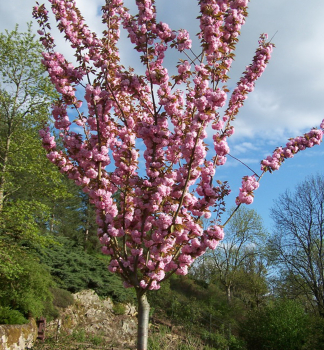 Zierkirsche KANZAN (Sakura) auf Stamm 110 cm, Cont. 10 l