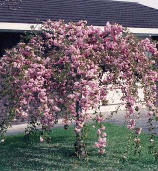 Zierkirsche 'KIKU SHIDARE' (Sakura) auf Stamm 120 cm, Cont. 15 l