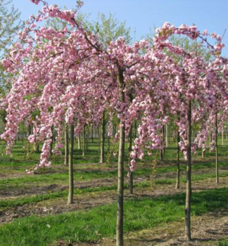 Zierkirsche 'KIKU SHIDARE' (Sakura) auf Stamm 180 cm, Cont. 15 l
