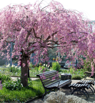 Zier-Sauerkirsche 'PENDULA RUBRA' auf Stamm 120 cm, Cont. 15 l