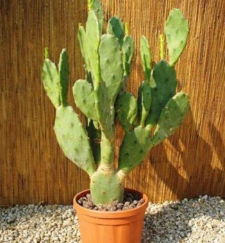 Feigenkaktusfeige, 20-30 cm, Cont. 4 l