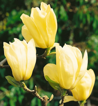 Magnolie YELLOW RIVER 50-60 cm, Cont. 4,5 l