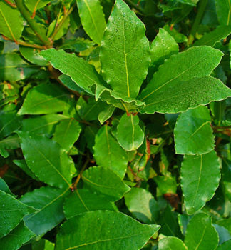 Obrzok (1)