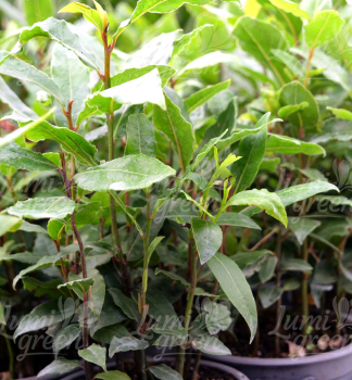 Obr�zok (9)