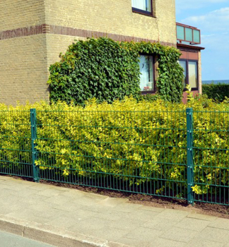 Ovalblttrige Liguster AUREUM 40-50 cm, Cont. 1 l