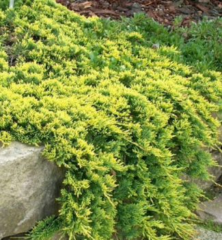 Obrzok