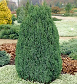 Chinesischer Wacholder STRICTA 20-30 cm, Cont. 2 l