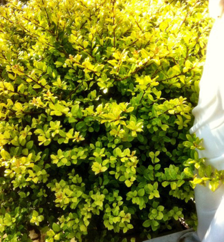 Japan Stechpalme GOLDEN GEM 20-30 cm, Cont. 3 l