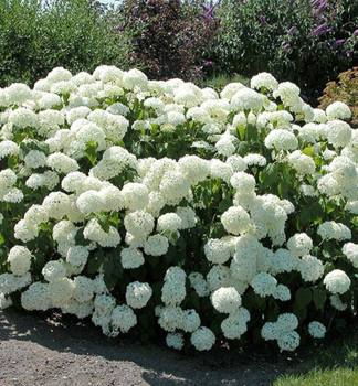 Ballhortensie ANNABELLE 50-60 cm, Cont. 7,5 l