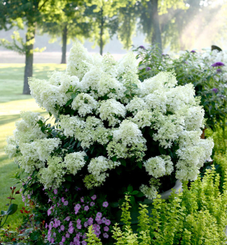 Rispenhortensie �BOBO�� 20-30 cm, Cont. 4 l