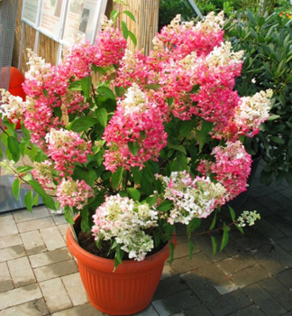 Rispenhortensie 'PINKY WINKY�' 30-40 cm, Cont. 4 l