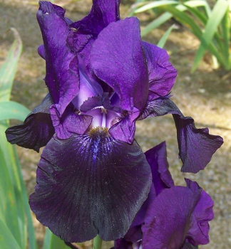 Hohe Bart-Schwertlilie�BLACK TAFETTA�, Cont. 1 l