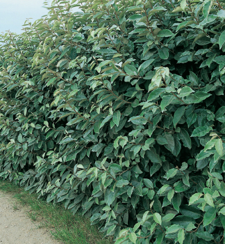 Wintergrne lweide COMPACTA 40-50 cm, Cont.  3 l