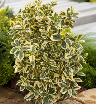 Japanischer Spindelstrauch �PRESIDENT GAUTHIER� 20-30 cm, Cont. 1 l