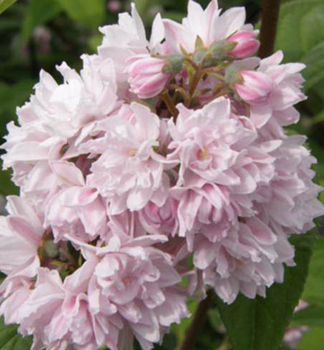 Deutzie 'PINK POM POM' 50-60 cm, Cont. 2,5 l